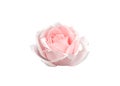 Rose blossom light pink petal isolated on white background , clipping path Royalty Free Stock Photo