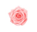 Rose blossom pink petal with water dropds top view isolated on white background , clipping path Royalty Free Stock Photo