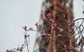 Rose blossom tree flowers in front of the Eiffel Tower from Paris Royalty Free Stock Photo