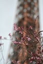 Rose blossom tree flowers in front of the Eiffel Tower from Paris Royalty Free Stock Photo