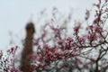 Rose blossom tree flowers in front of the Eiffel Tower from Paris Royalty Free Stock Photo