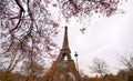 Rose blossom tree flowers in front of the Eiffel Tower from Paris Royalty Free Stock Photo