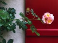 Rose blossoming on a contrast background