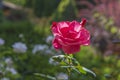 Rose blossoming in the garden