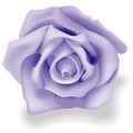 Rose Blue Royalty Free Stock Photo