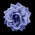 Rose blue flower on black isolated background with clipping path. no shadows. Closeup. For design. Royalty Free Stock Photo