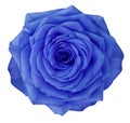 Rose blue flower on white isolated background with clipping path. no shadows. Closeup. Royalty Free Stock Photo