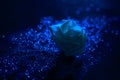 Rose on blue glitter texture background. Sequins are scattered on a black background. Shimmering effect. Bokeh