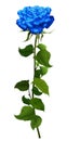 Rose blue isolated