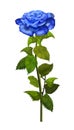 Rose blue isolated Illustration