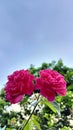 Rose with the blue sky. Fresh color give powerful harmony, and touch every heart who see the rose. Couple rose in one stalk.