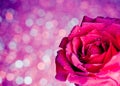 Rose on blue and violet bokeh background, valentine day and love concept