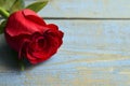 Rose on blue wooden background for Valentine`s Day with copy space.Valentine rose. Royalty Free Stock Photo