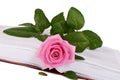 The rose on the book close-up Royalty Free Stock Photo