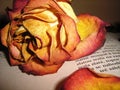 A rose and a book