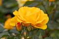 Rose border Rosa Friendship Forever, golden-yellow flower and buds