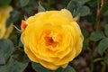 Rose border Rosa Friendship Forever, golden-yellow flower in close-up