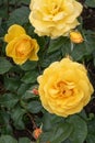 Rose border Rosa Friendship Forever, golden-yellow flowers and buds