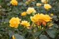 Rose border Rosa Friendship Forever, single golden-yellow flowers Royalty Free Stock Photo