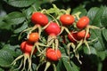 Rose bottles are the fruits of a roses family plant