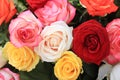 Rose bouquet in bright colors Royalty Free Stock Photo