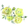 Rose bouquet floral botanical flowers. Watercolor background illustration set. Isolated roses illustration element.