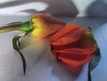 A single rose and its fallen petals Royalty Free Stock Photo