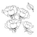 Rose bouquet. Liner illustration on white