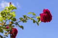 Rose branch on the background of a blue sky with a copy of space.