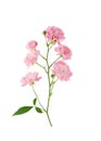 Rose branch with pink flowers isolated on white background