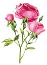 Rose branch. Roses flowers, buds and leaves on a white background. Watercolor illustration, botanical painting
