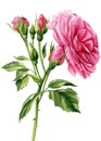 Rose branch. Roses flowers, buds and leaves on a white background. Watercolor illustration, botanical painting