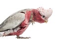 Rose-breasted Cockatoo (2 years old)