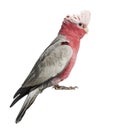 Rose-breasted Cockatoo (2 years old) Royalty Free Stock Photo