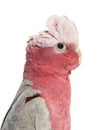 Rose-breasted Cockatoo (2 years old)