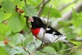 Rose-Breasted Grosbeak