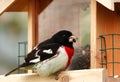 Rose-Breasted Grosbeak Royalty Free Stock Photo
