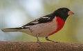 Rose Breasted Grosbeak Royalty Free Stock Photo