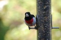 Rose-Breasted Grosbeak Royalty Free Stock Photo