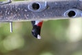 Rose-Breasted Grosbeak Royalty Free Stock Photo