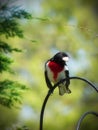 Rose Breasted Grosbeak Colorful Bird Perched on a black metal stand Royalty Free Stock Photo