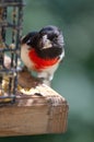 Rose-breasted Grosbeak at Feeder Royalty Free Stock Photo