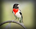 Rose Breasted Grosbeak