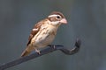 Rose-breasted Grosbeak (Pheucticus ludovicianus) Royalty Free Stock Photo