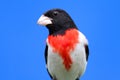 Rose-breasted Grosbeak (Pheucticus ludovicianus) Royalty Free Stock Photo