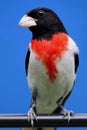 Rose-breasted Grosbeak (Pheucticus ludovicianus) Royalty Free Stock Photo