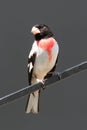 Rose-breasted Grosbeak (Pheucticus ludovicianus) Royalty Free Stock Photo