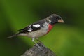 Rose-breasted Grosbeak, Pheucticus ludovicianus, exotic tropic gray and red bird form Panama Royalty Free Stock Photo