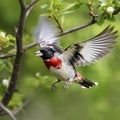 Rose-breasted grosbeak ,Pheucticus ludovicianus, in flight in front of a branch with green leaves, made with generative ai