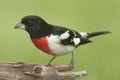 Rose-breasted Grosbeak Pheucticus ludovicianus Royalty Free Stock Photo